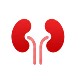 Kidney