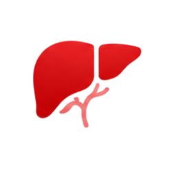 Liver